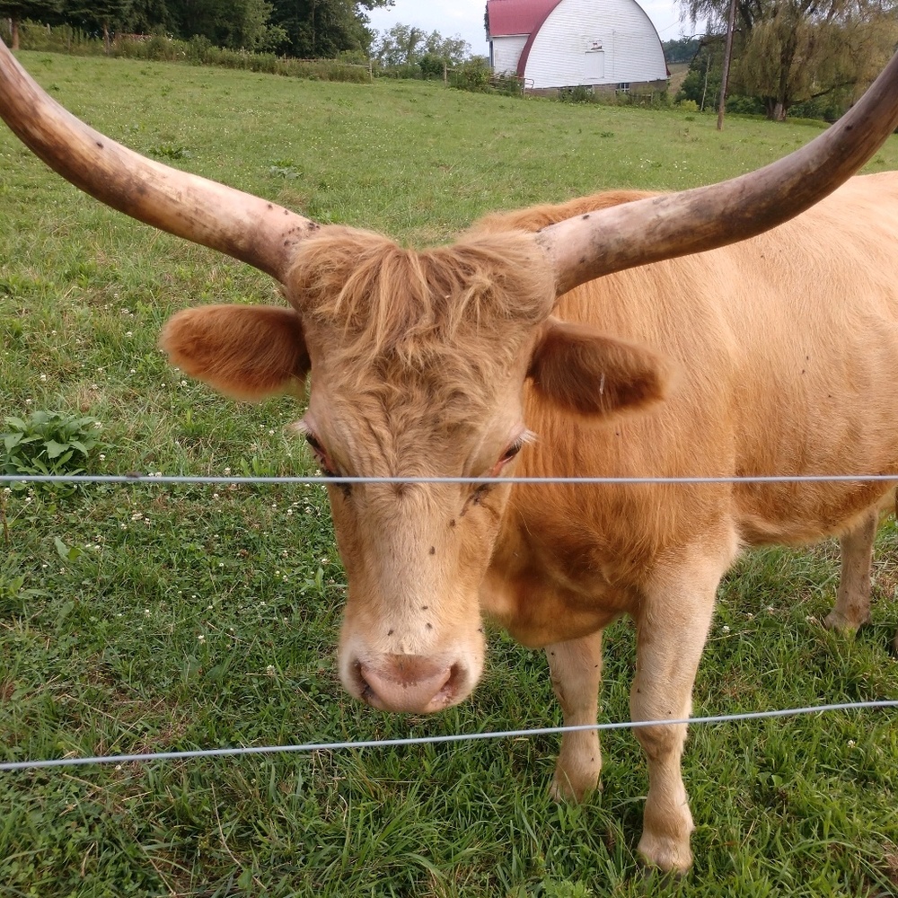 Meet your Posher, Donna